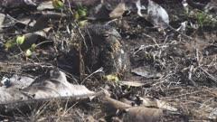 Nightjar
