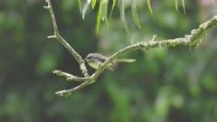Fantail