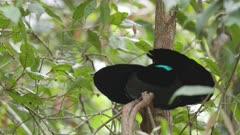 Birds-of-paradise