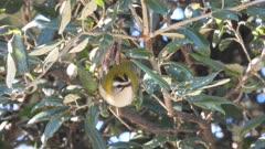Kinglet