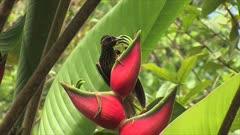 Sicklebill