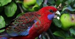Parrot