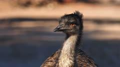 Emu And Cassowary