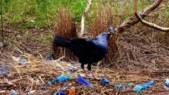 Bowerbird