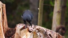 Currawong