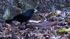 Butcherbird