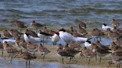 Tern
