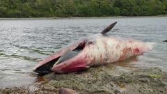 Dead Whales