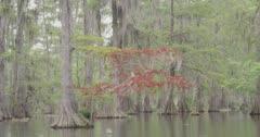 Cypress