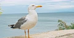 Gull