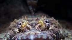 Flathead