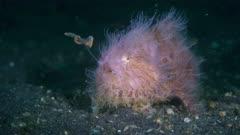 Toadfish And Frogfish