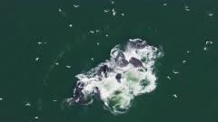 8K Video Ocean and Underwater