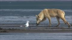 Sandlance