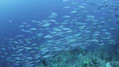 Milkfish