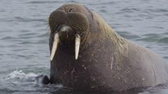 Walrus