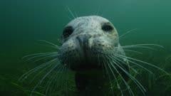 Seal
