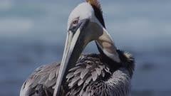 Pelican