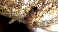 Caddisfly