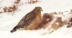 Hawk