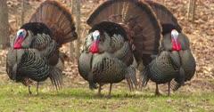 Fowl