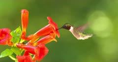 Bignonia