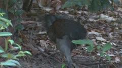 Lyrebird