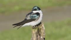 Swallow