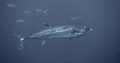 Tuna