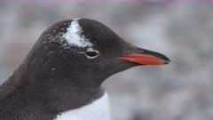 8K Video Birds