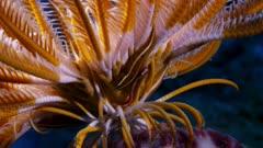 Clingfish