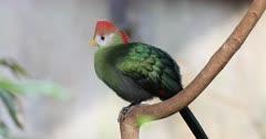 Turaco And Lourie