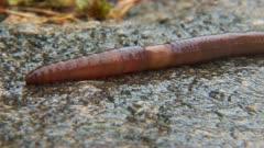 Earthworm