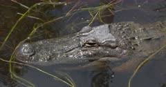 Alligator