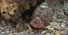 Sculpin