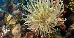 Sea Anemone