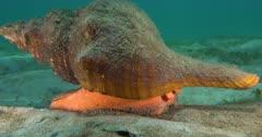 Sea Snail