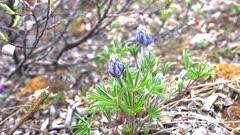 Gentian