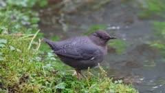 Dipper