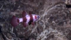 Paddlefish