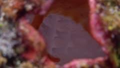 Sea Squirt