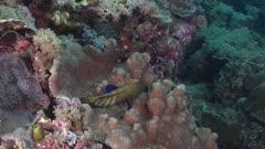 Coral