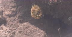 Pinecone Fish