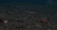 Wormfish