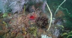 Myrtle And Eucalptus
