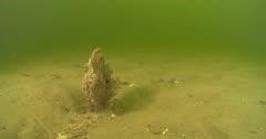 Tubeworm