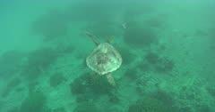 Squirt And Tunicate