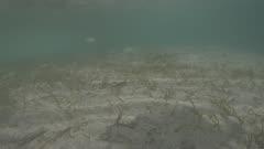 Sea Grass