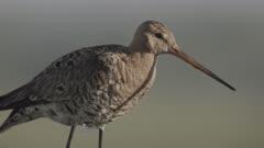Plover
