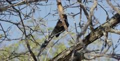 Hoopoe